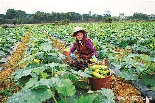 种植指导豆苗技术与管理_种植指导豆苗技术要点_豆苗种植技术指导