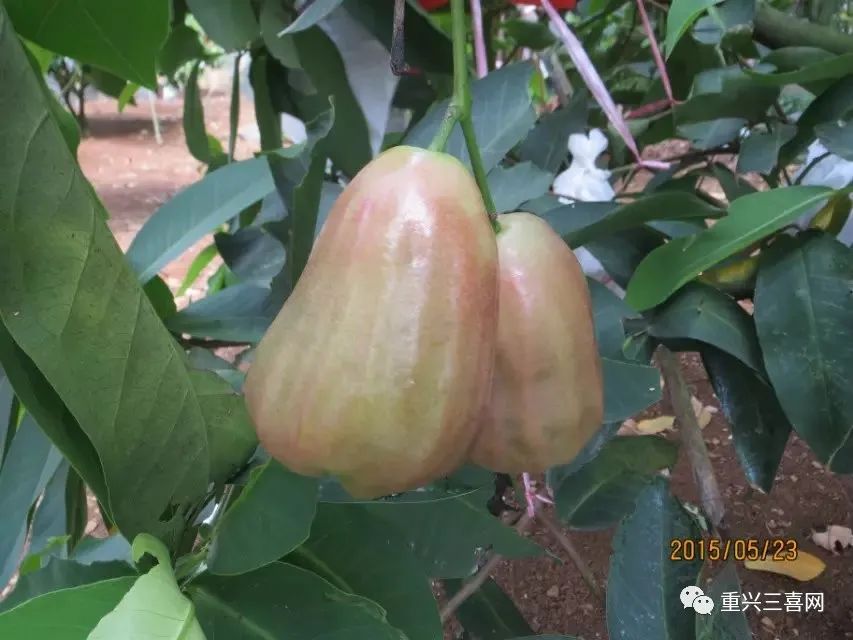 雾莲种植技术_莲雾种植技术与管理_莲雾种植技术与管理视频