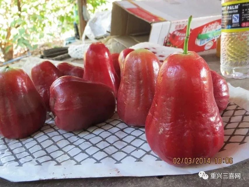 莲雾种植技术与管理视频_雾莲种植技术_莲雾种植技术与管理