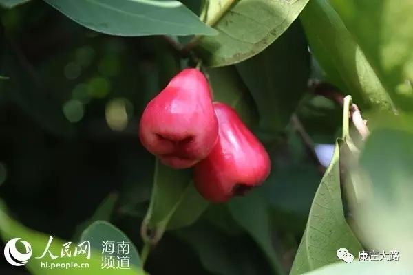 琼海大路镇莲雾种植基地：打造精品水果新典范