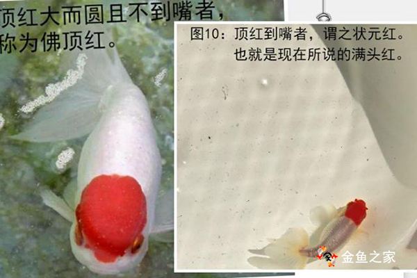 佛顶红与满头红宫鹅