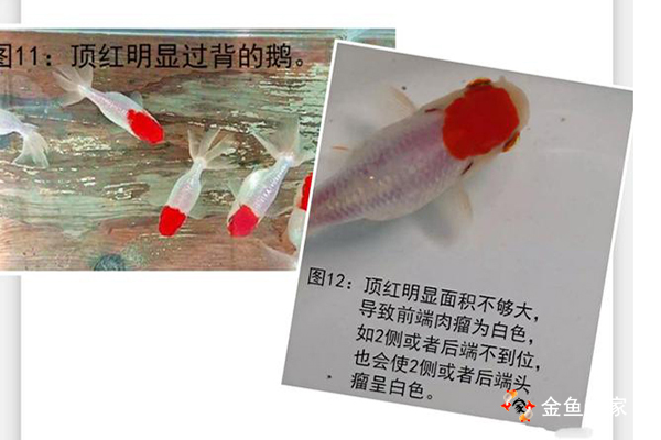 宫额头瘤顶红过大、过小都不行