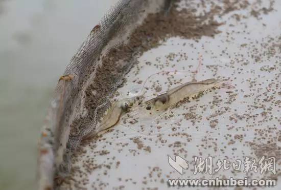 怎样去下眼袋农村养什么致富_农村致富小项目养黄鳝_致富经养