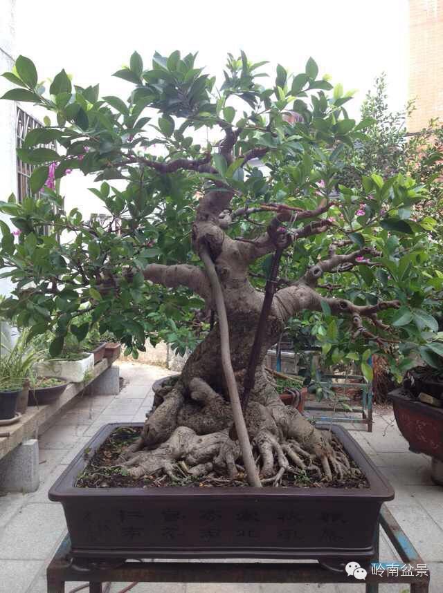 花朵养殖方法_花卉养殖小技巧_花朵养殖技术