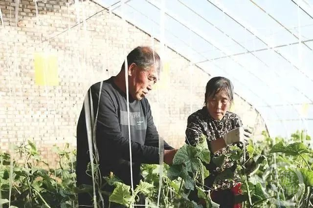 山西特色种植致富_山西种植作物_山西主要种植什么