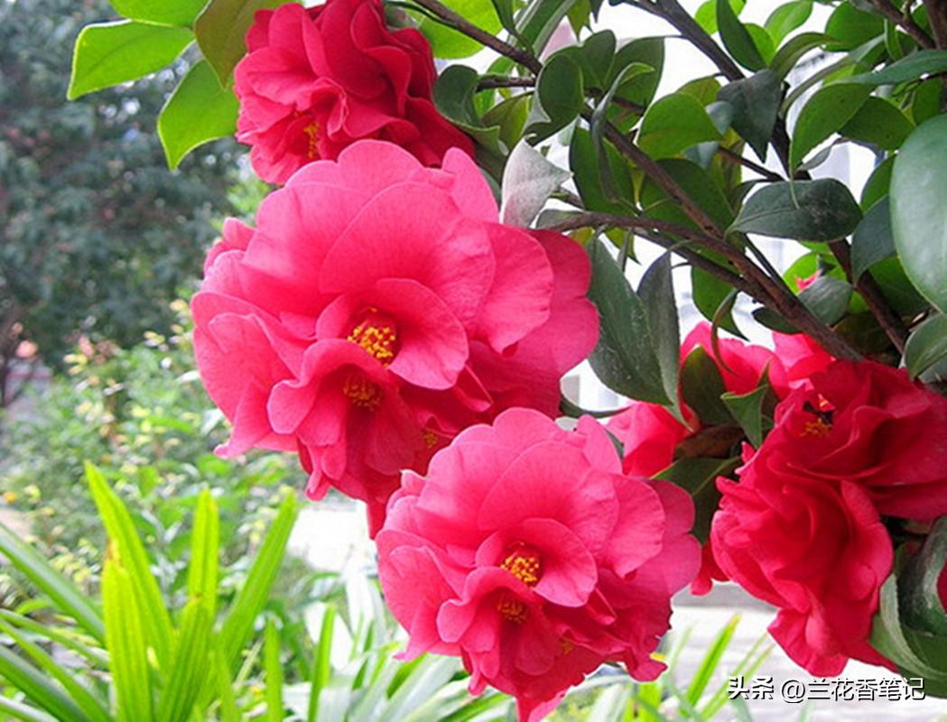 种植茶树前景怎么样_茶树花种植致富_种植茶树的效益怎么样