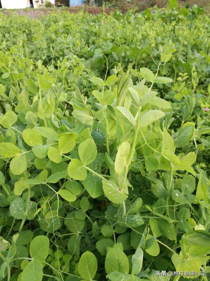 视频豌豆种植技术教学_豌豆种植方法视频_豌豆的怎么种植技术视频