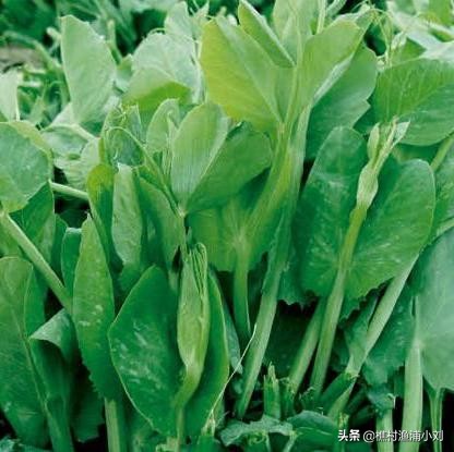 豌豆种植方法视频_视频豌豆种植技术教学_豌豆的怎么种植技术视频