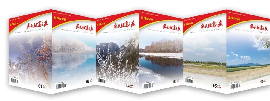 金银花增效高产栽培技术