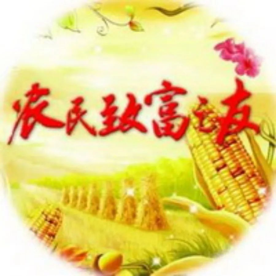 金针花的种植技术_金针花养殖_金针花如何种植