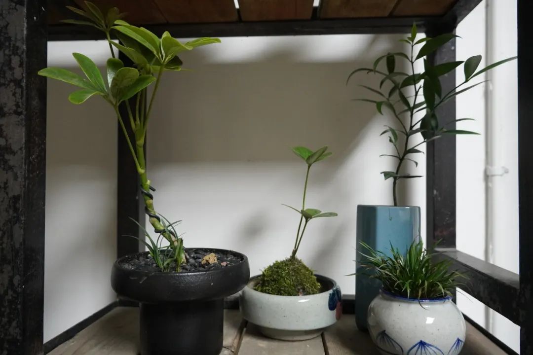 盆栽致富_盆景致富例子_致富经盆景