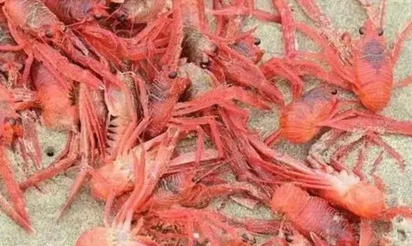 小龙虾 入侵物种_入侵生物小龙虾_物种入侵小龙虾