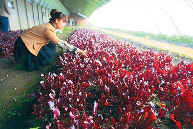 越南种菜_越南种植致富项目_越南种田