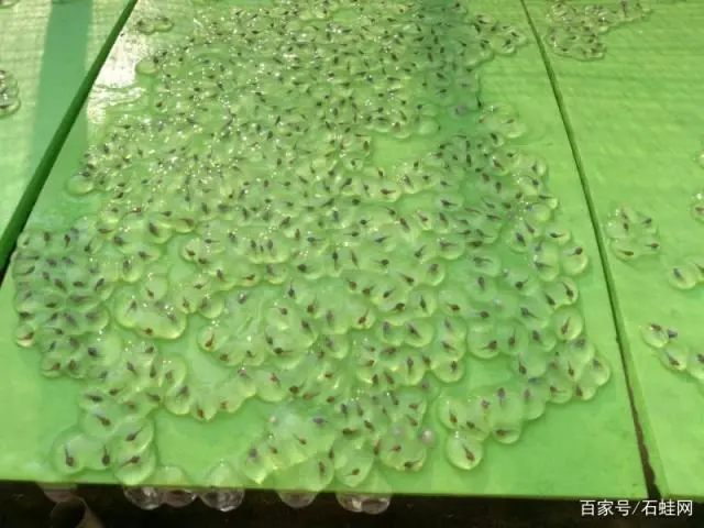 养殖石硅技术_硅石养殖技术规程_硅石养殖技术要求