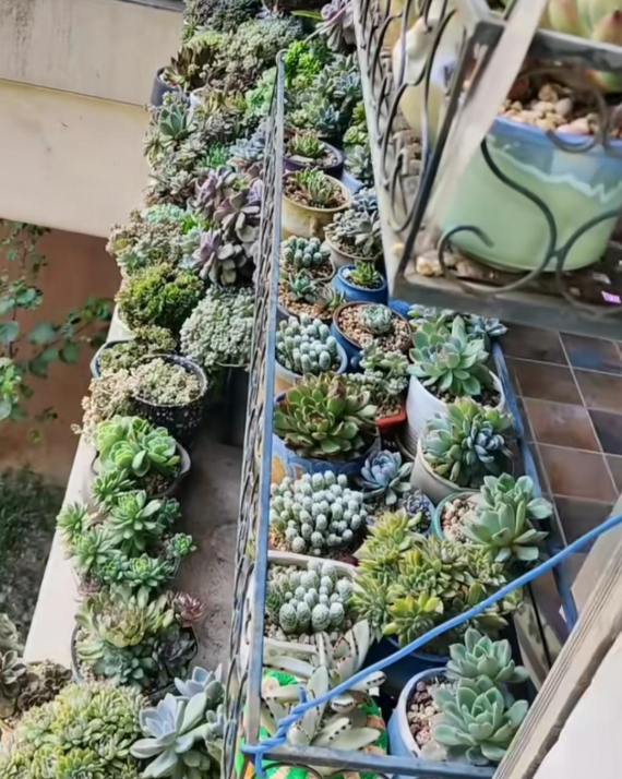 养多肉植物养植致富经_养多肉发家致富_致富经多肉种植视频