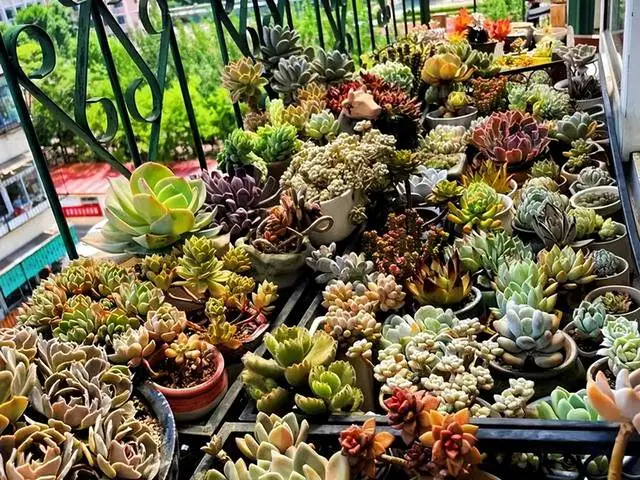 致富经多肉种植视频_养多肉发家致富_养多肉植物养植致富经