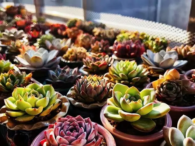 养多肉植物养植致富经_致富经多肉种植视频_养多肉发家致富