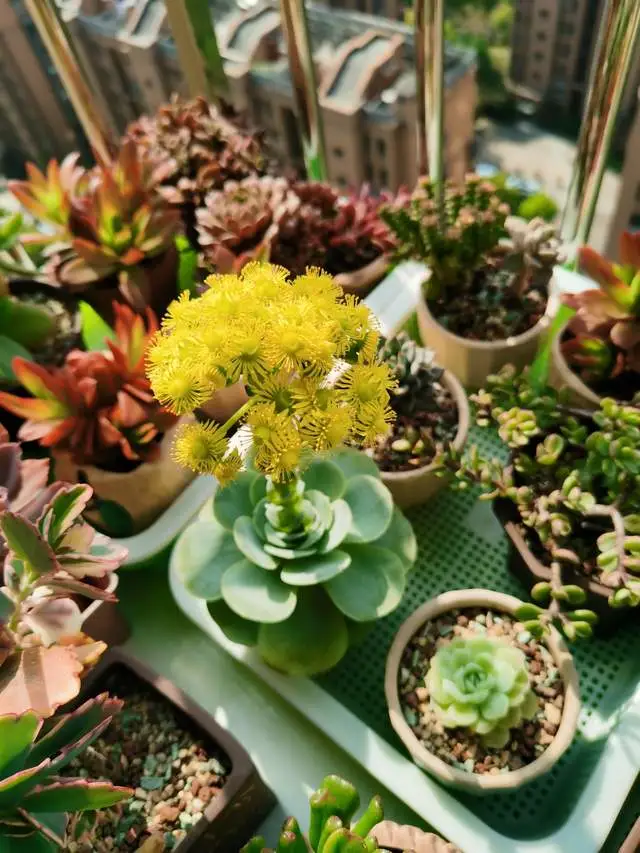 致富经多肉种植视频_养多肉植物养植致富经_养多肉发家致富