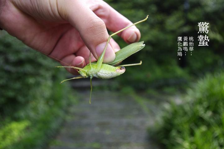室内沙蚕简易养殖技术_养殖沙蚕一般需要多少投资_怎样养殖沙蚕