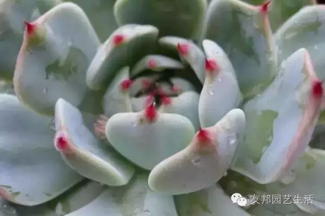 致富经多肉_致富经多肉种植视频_养多肉植物养植致富经