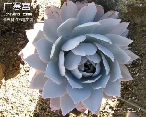 养多肉植物养植致富经_致富经多肉_致富经多肉种植视频