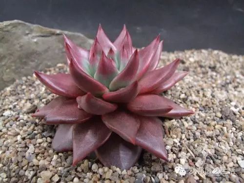 致富经多肉种植视频_养多肉植物养植致富经_致富经多肉