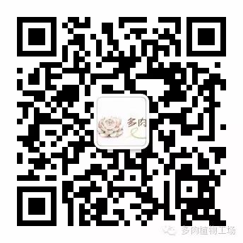 致富经多肉_致富经多肉种植视频_养多肉植物养植致富经