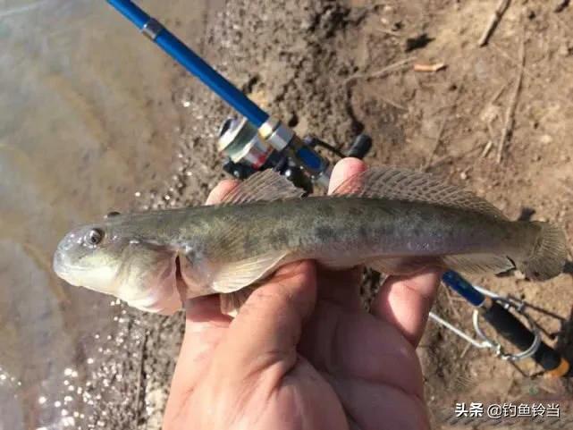 怎样养殖沙蚕_沙蚕养殖前景如何_室内沙蚕简易养殖技术
