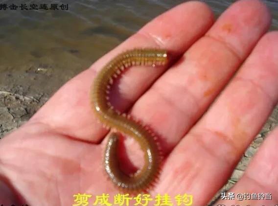 室内沙蚕简易养殖技术_沙蚕养殖前景如何_怎样养殖沙蚕