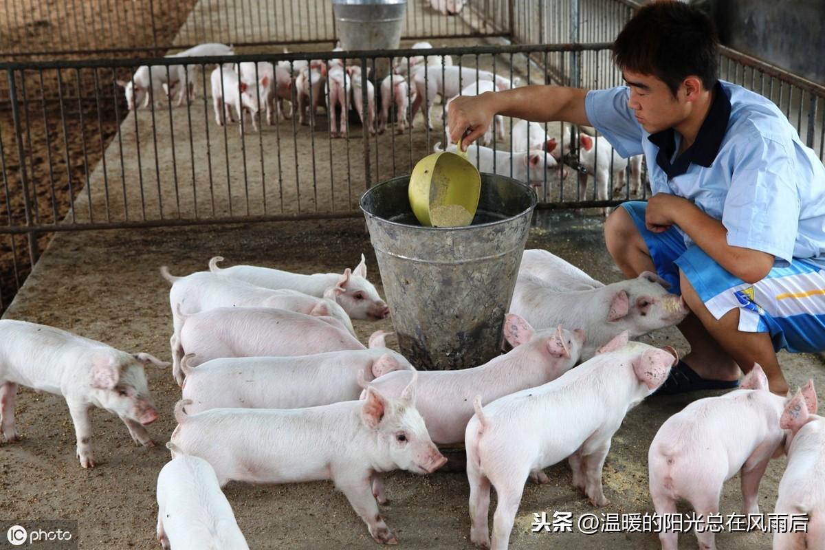 致富立体养殖方法有哪些_致富立体养殖方法是什么_立体养殖致富方法