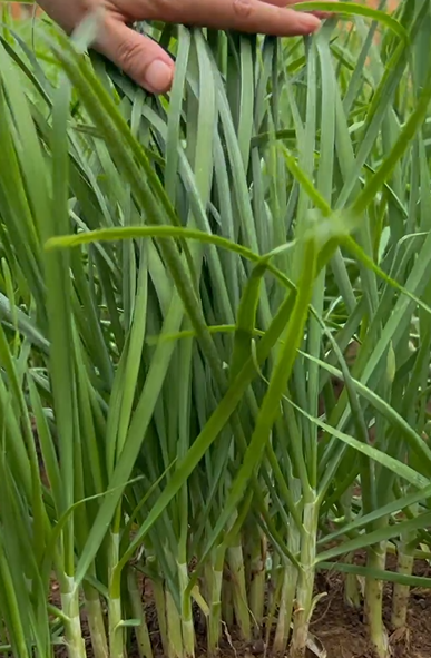 九菜的种植技术_最新种菜技术视频_种植菜的技术种类