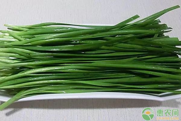 最新种菜技术视频_种植菜的技术种类_九菜的种植技术