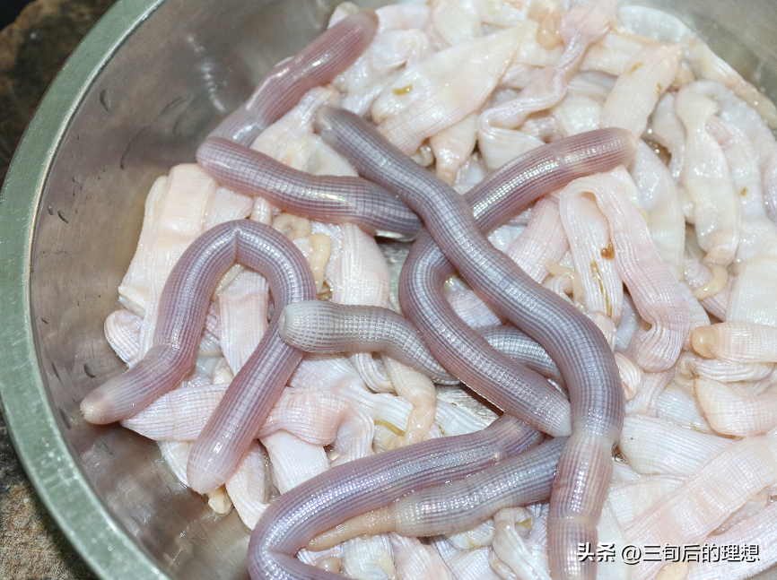 养殖沙蚕一般需要多少投资_沙蚕养殖前景如何_室内沙蚕简易养殖技术