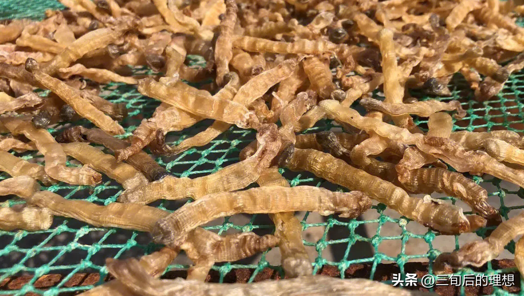 沙蚕养殖前景如何_养殖沙蚕一般需要多少投资_室内沙蚕简易养殖技术
