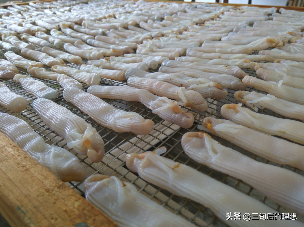 室内沙蚕简易养殖技术_沙蚕养殖前景如何_养殖沙蚕一般需要多少投资