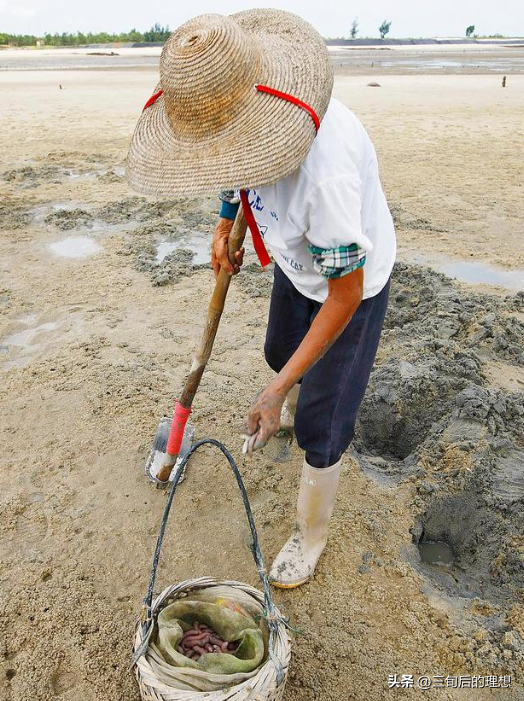室内沙蚕简易养殖技术_沙蚕养殖前景如何_养殖沙蚕一般需要多少投资