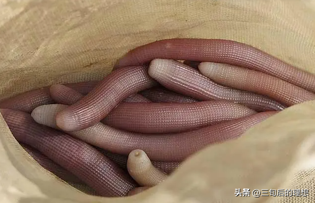 室内沙蚕简易养殖技术_沙蚕养殖前景如何_养殖沙蚕一般需要多少投资