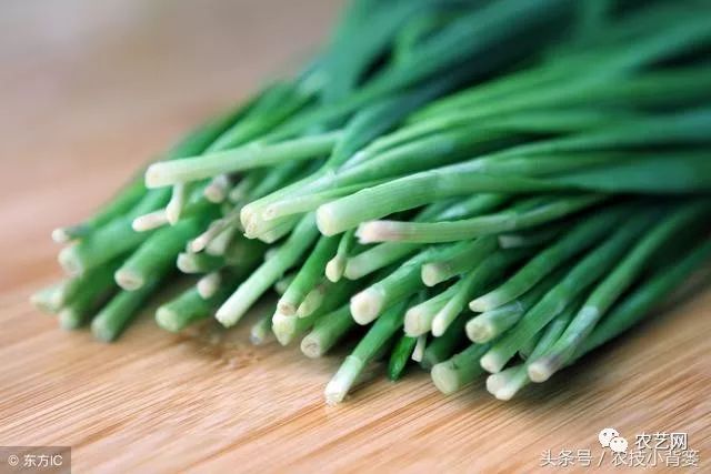 最新种菜技术视频_九菜的种植技术_想了解一下种菜技术