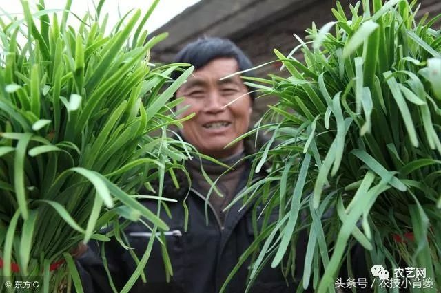 想了解一下种菜技术_九菜的种植技术_最新种菜技术视频
