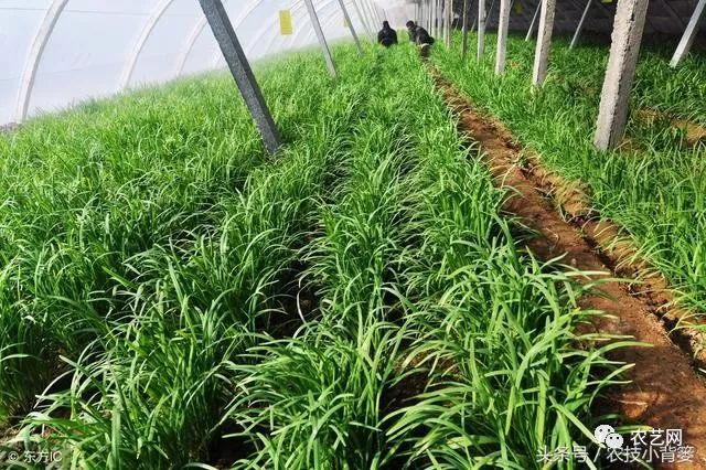 九菜的种植技术_想了解一下种菜技术_最新种菜技术视频