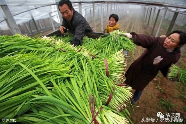 想了解一下种菜技术_最新种菜技术视频_九菜的种植技术