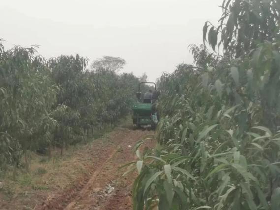 种植水果带头致富_致富经种植三种水果亩收入过亿_种水果挣钱