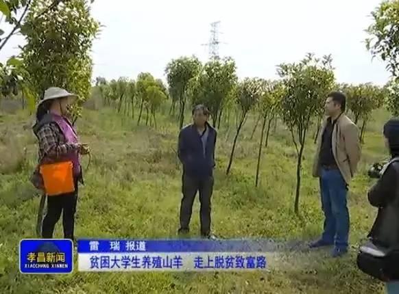 2020致富经养羊视频_致富经养羊上万只_致富经集装箱养羊