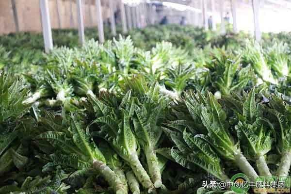 种植莴笋露地技术视频_莴笋露地种植方法时间_莴笋露地种植技术