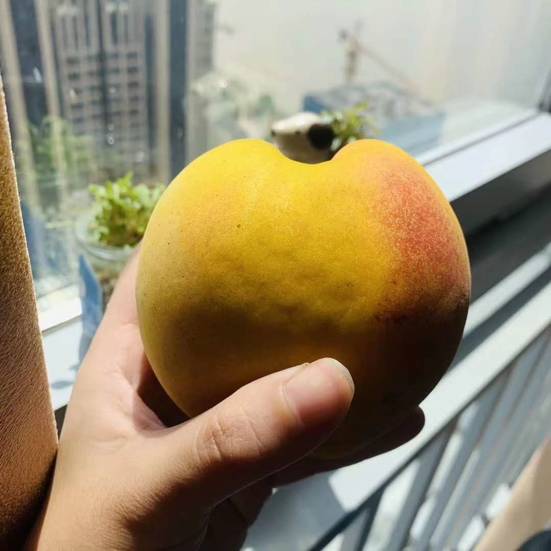 湖北人种植黄桃致富_致富湖北种植黄桃人多少钱_种植黄桃8万多亩是谁