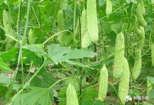 种植苦瓜的技术_苦瓜种植技术与管理视频教程_苦瓜种植技术要点