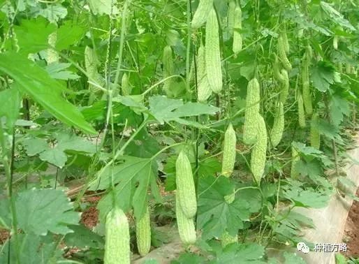 苦瓜种植技术与管理视频教程_苦瓜种植技术要点_种植苦瓜的技术