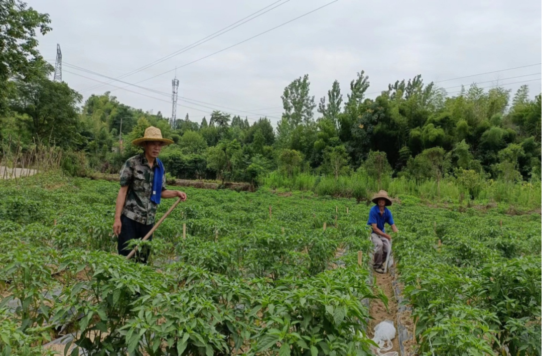 湖北黄桃种植基地_种植黄桃8万多亩是谁_湖北人种植黄桃致富