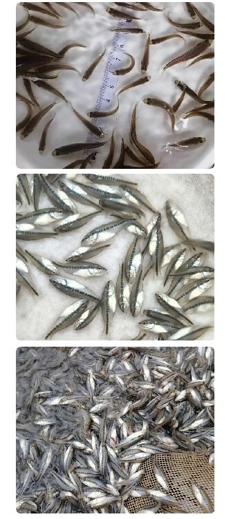 加州鲈鱼鱼苗养殖技术_加州养殖鲈鱼鱼苗技术视频_加州鲈鱼养殖设备