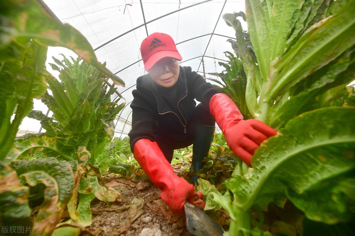 莴笋露地种植方法时间_种植莴笋露地技术要点_莴笋露地种植技术